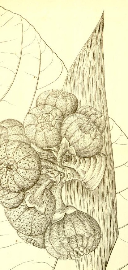 Plate 673