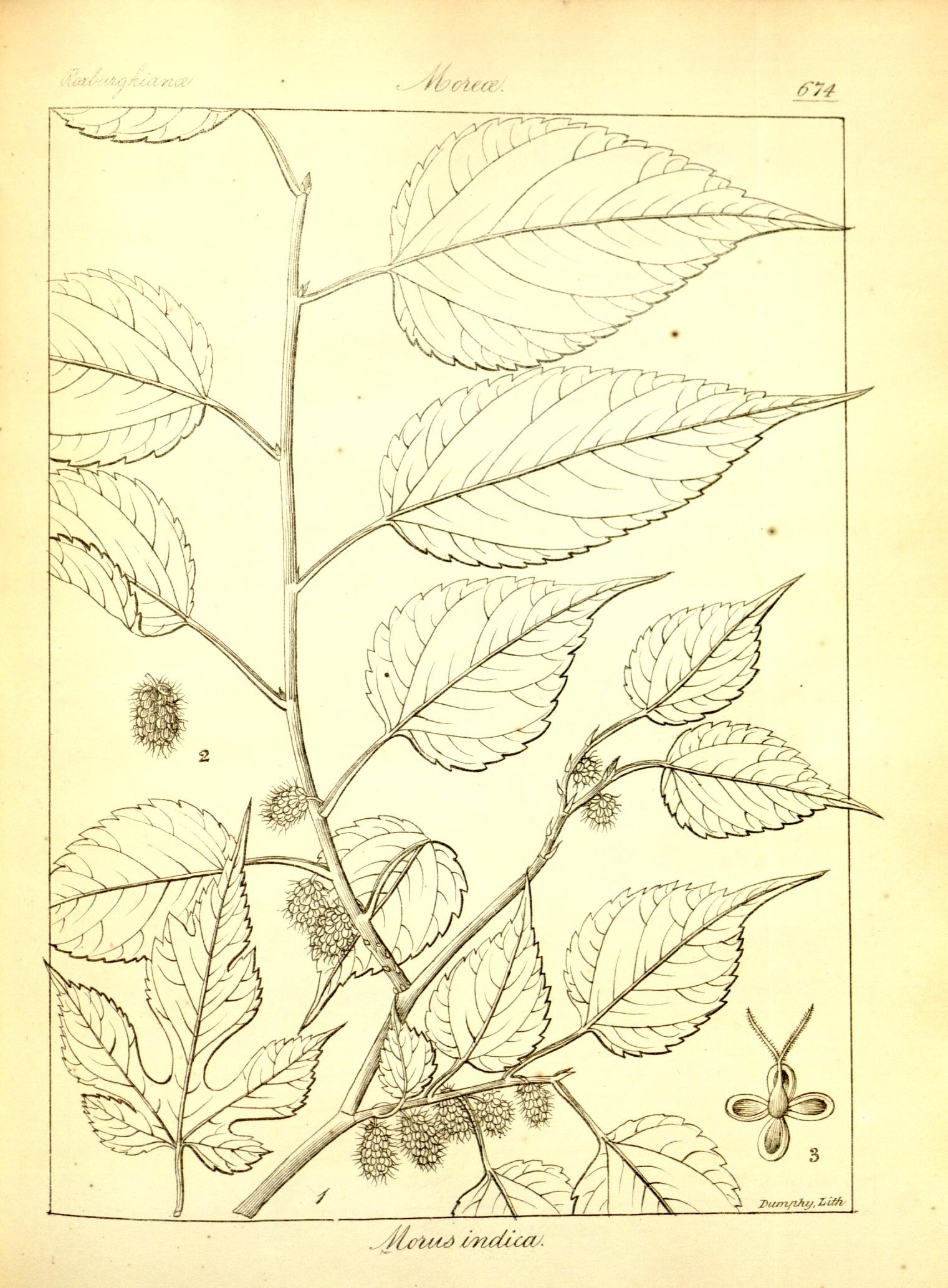 Plate 674