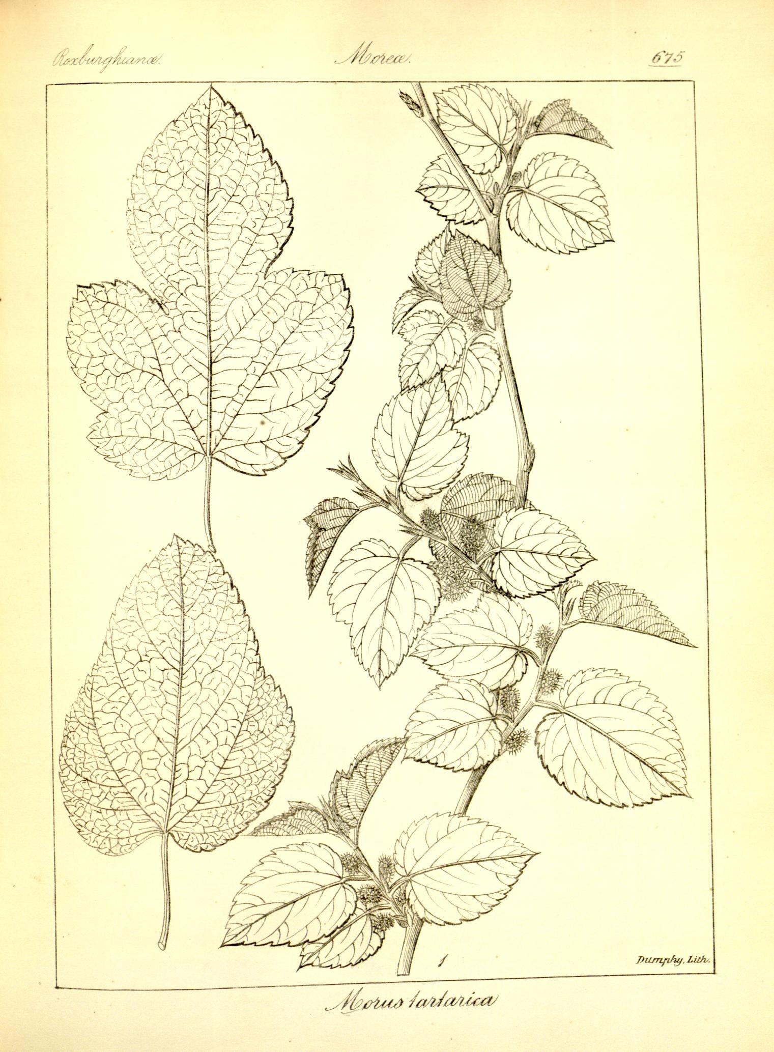 Plate 675