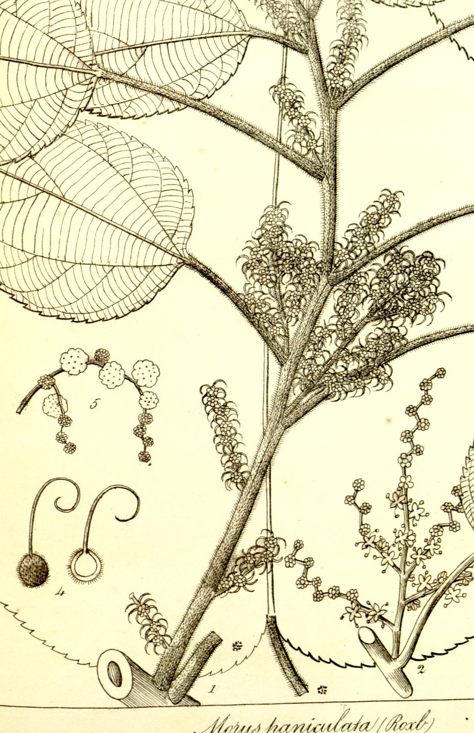 Plate 676