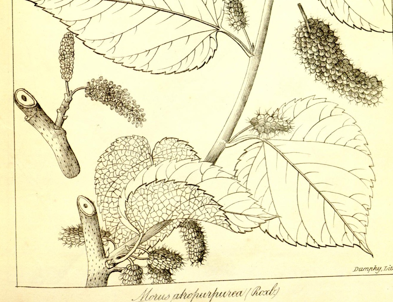 Plate 677