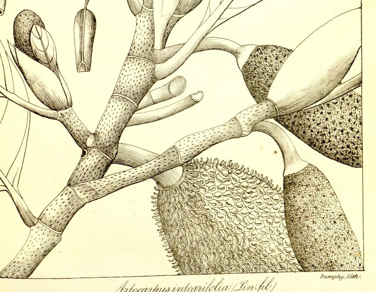 Plate 678
