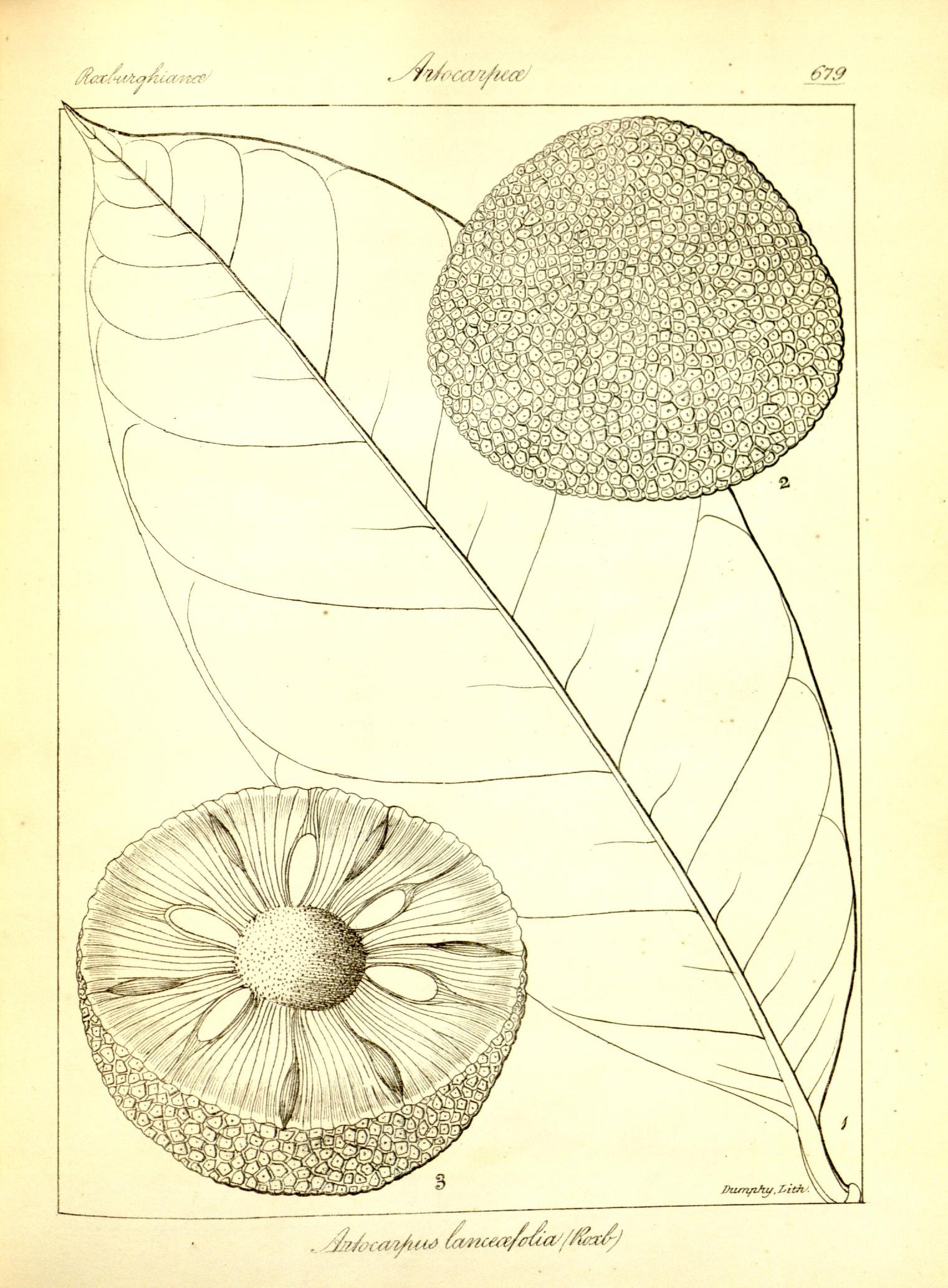 Plate 679