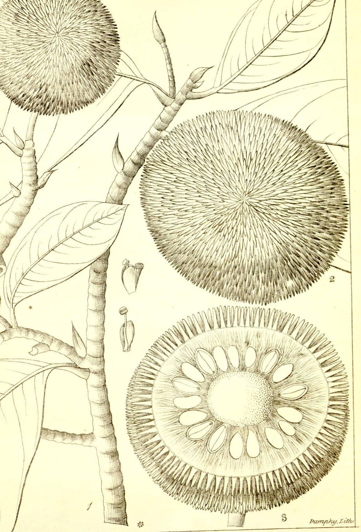 Plate 680