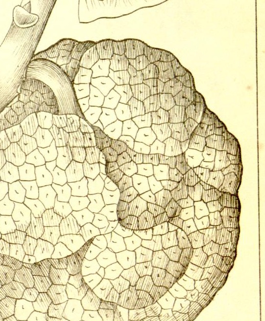 Plate 681