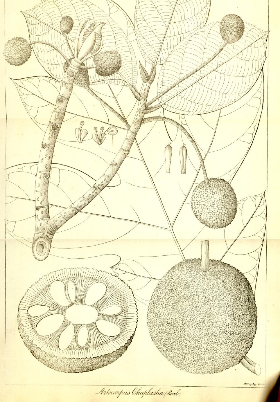 Plate 682