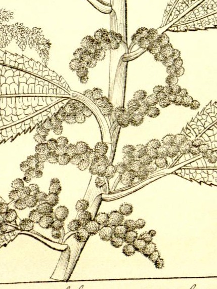 Plate 683