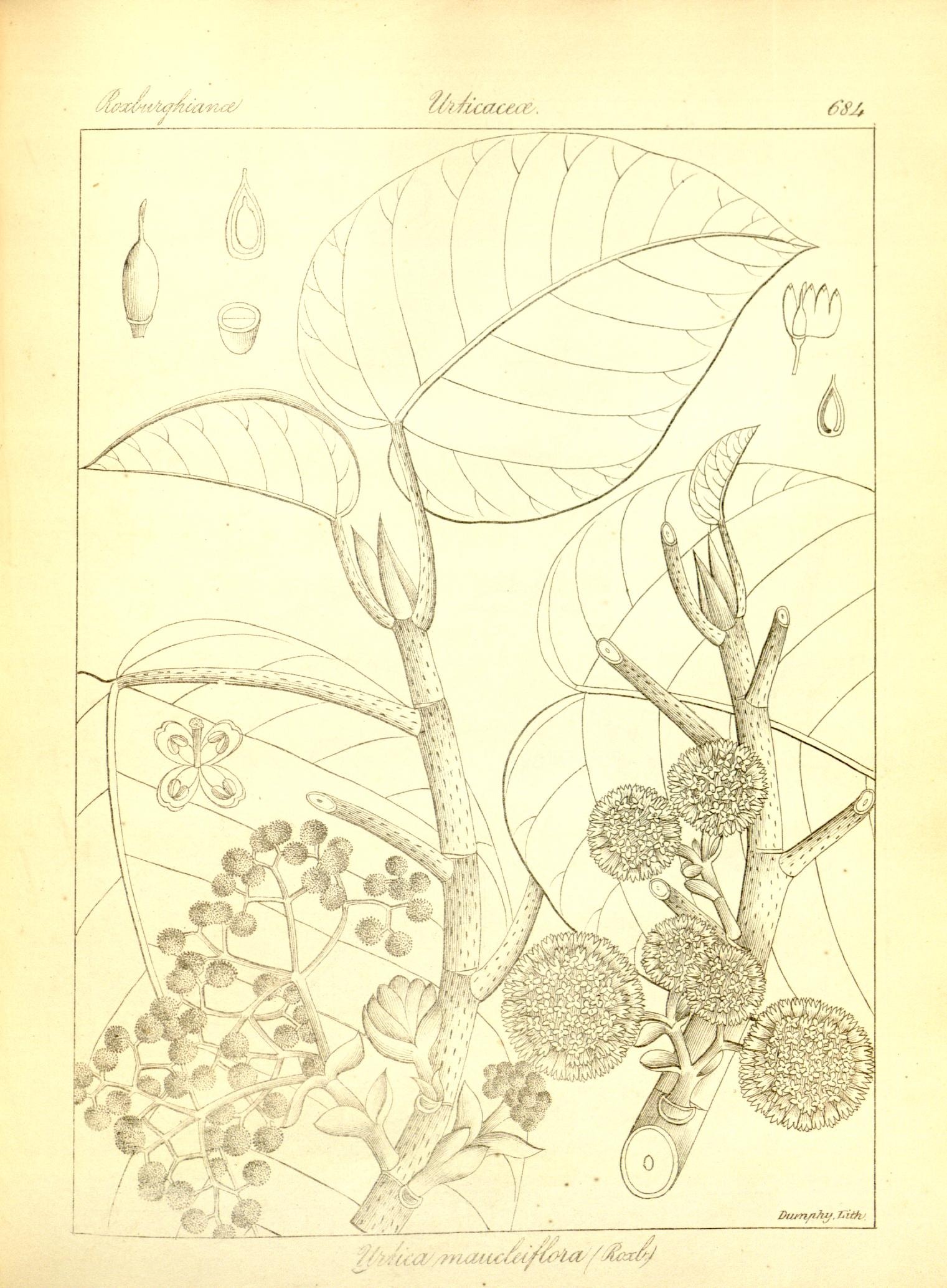 Plate 684