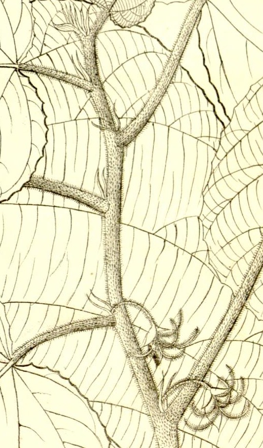 Plate 685