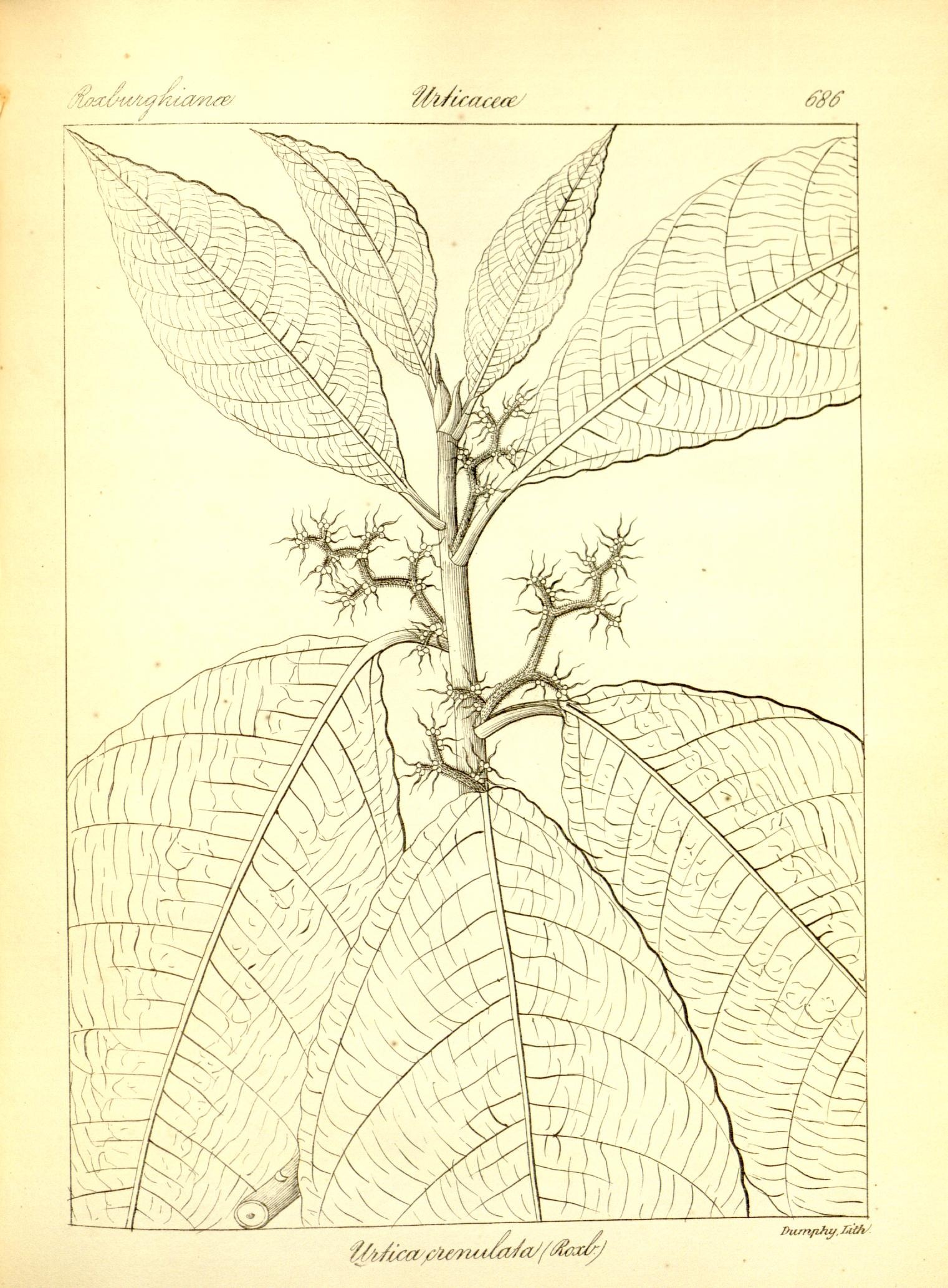 Plate 686