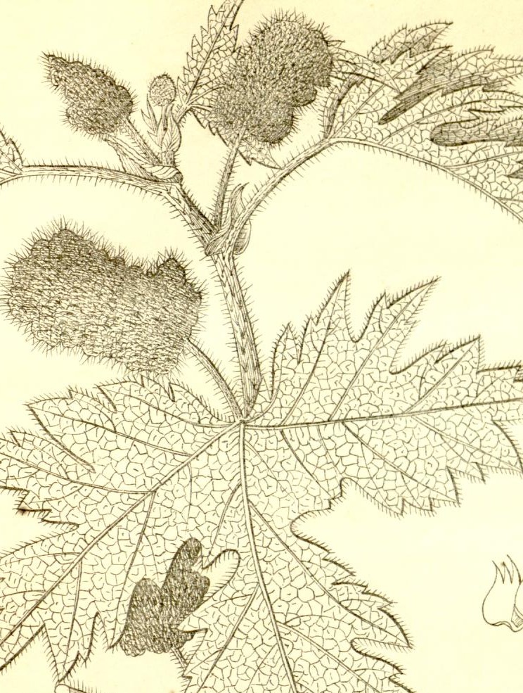 Plate 687