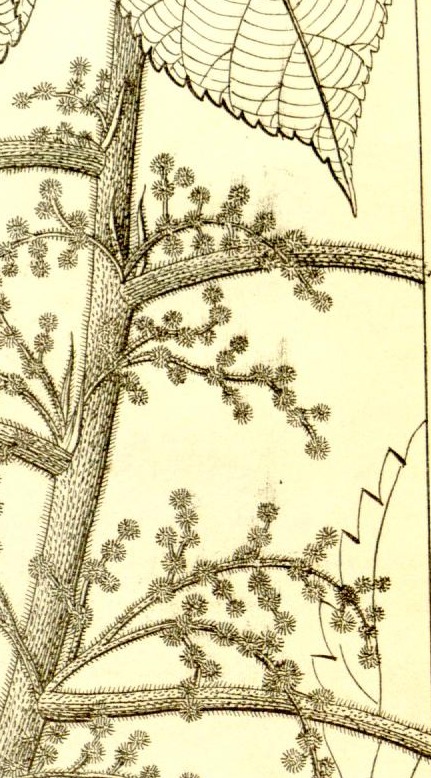 Plate 688