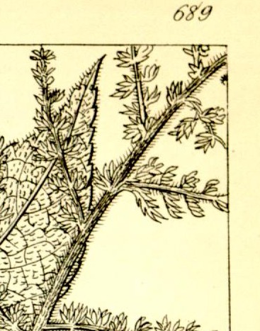 Plate 689