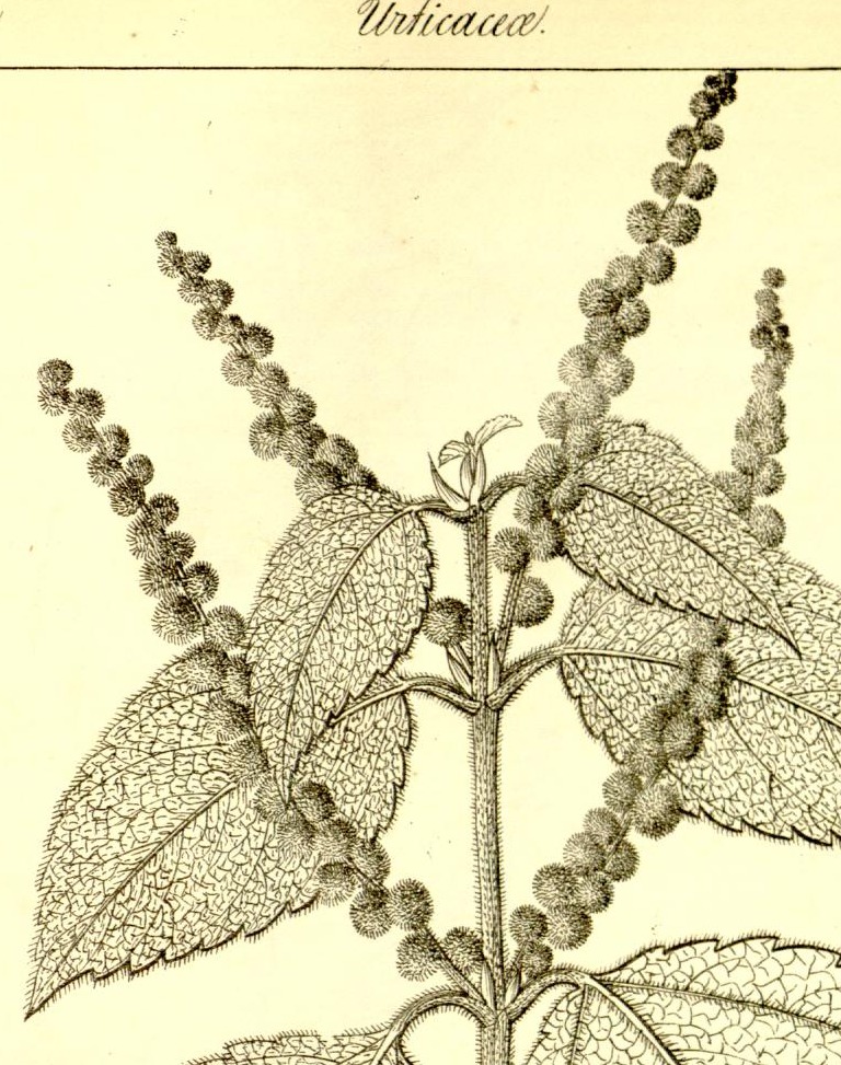 Plate 691