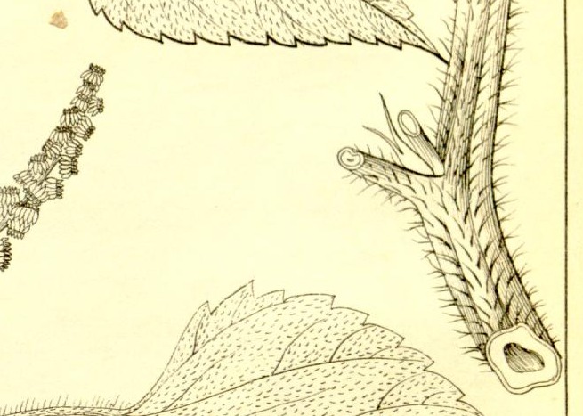 Plate 692
