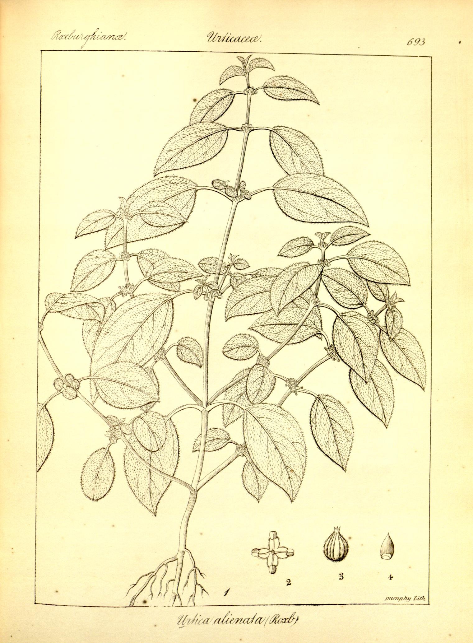 Plate 693