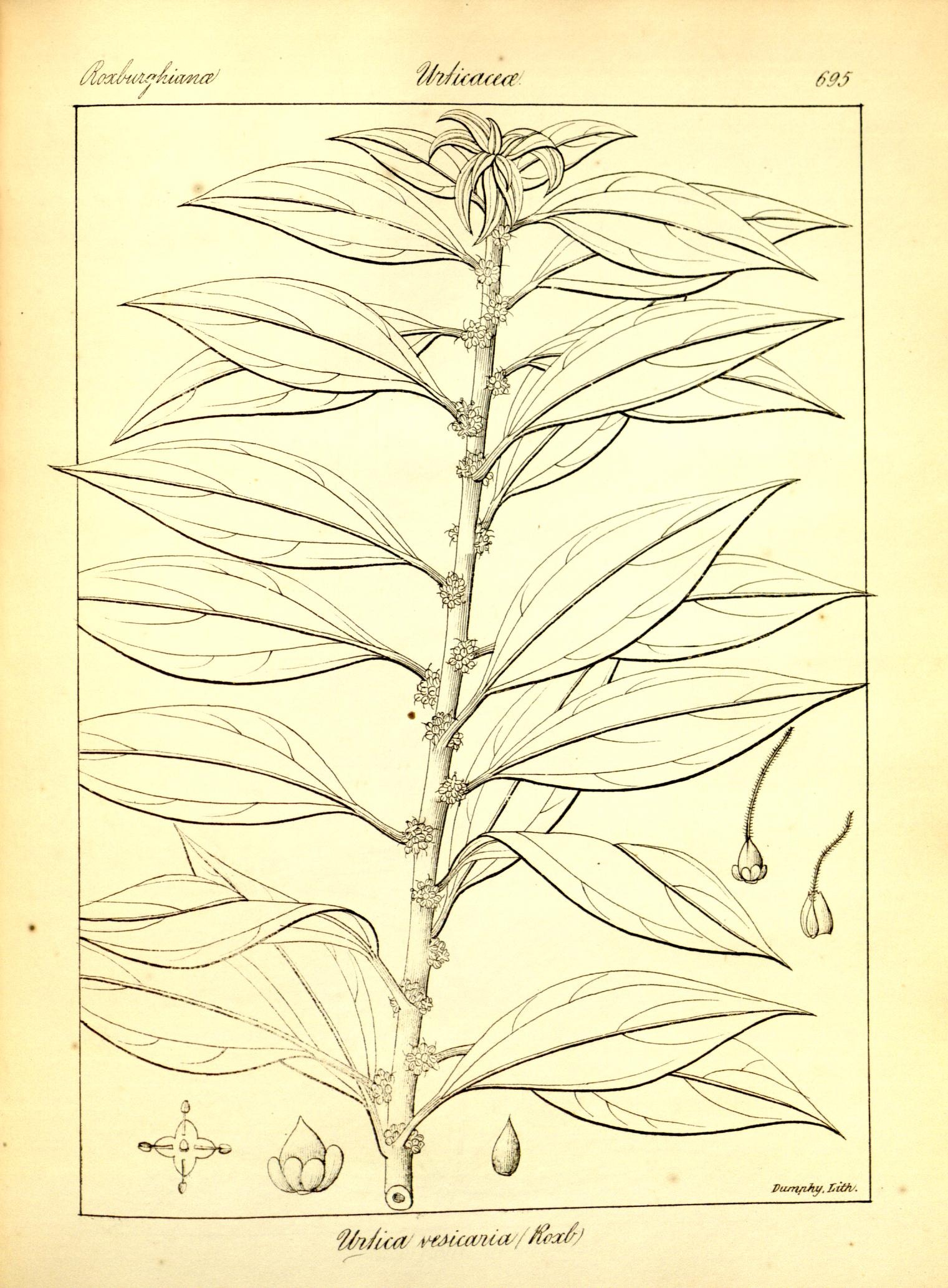 Plate 695