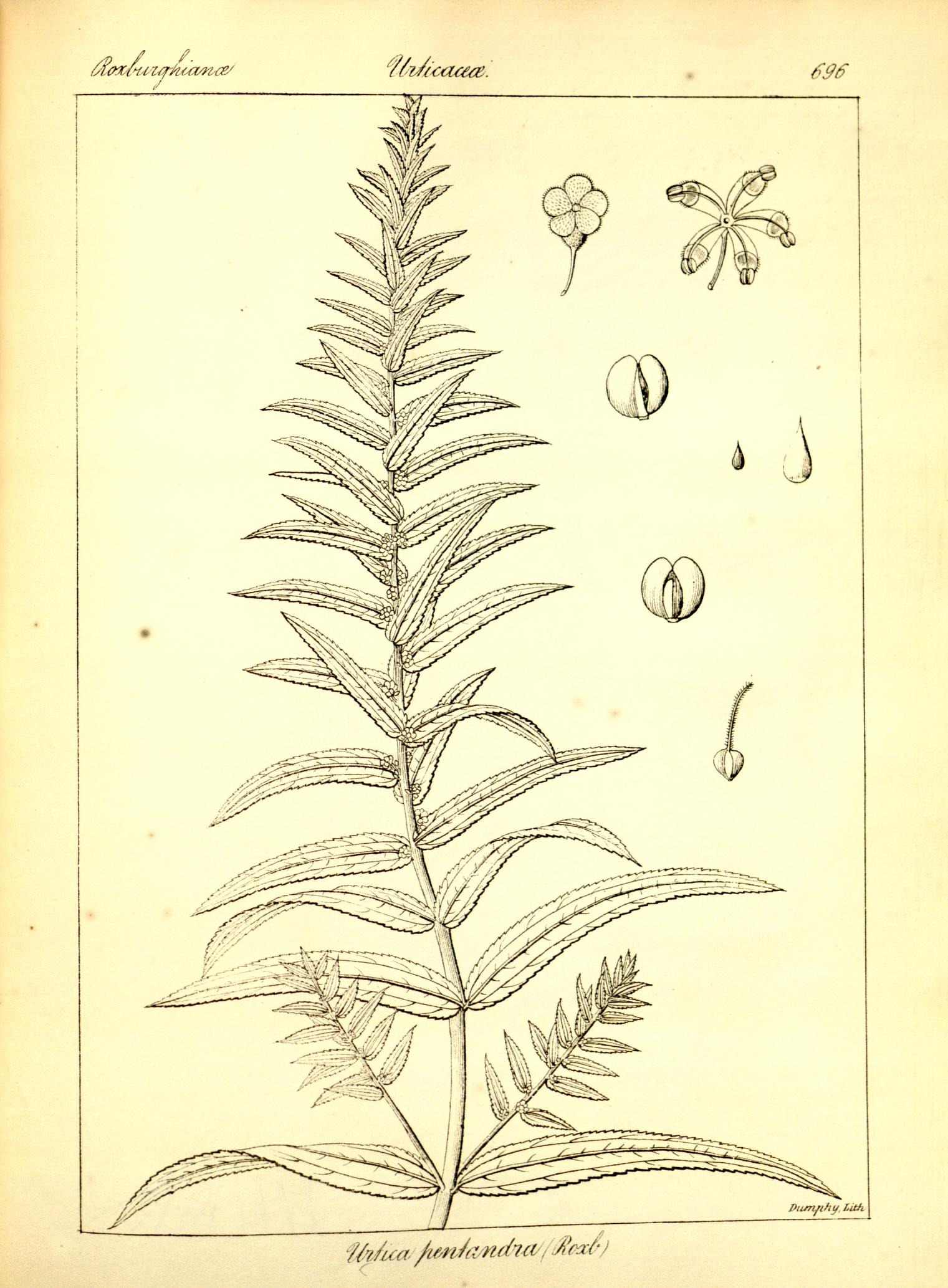 Plate 696