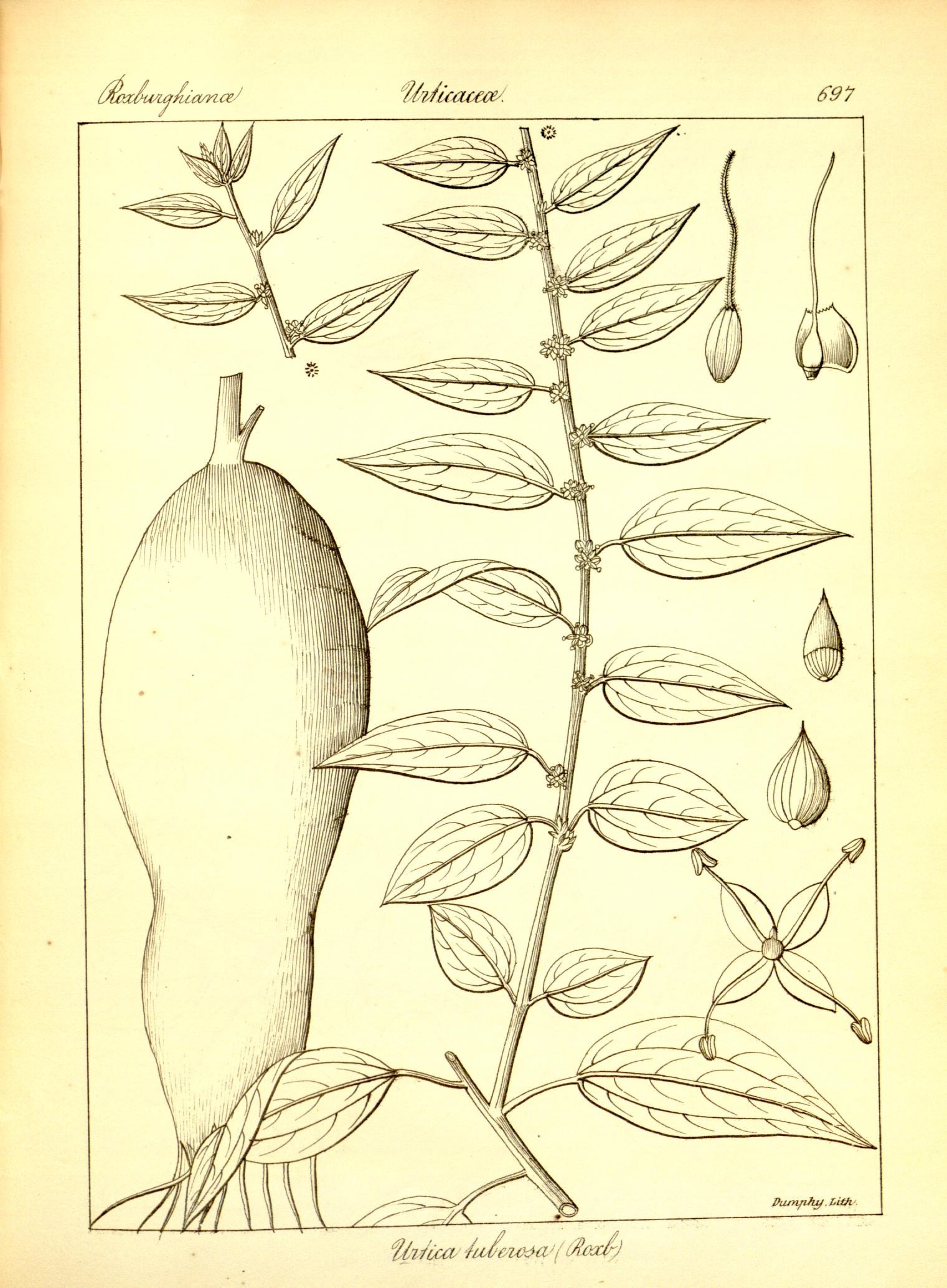 Plate 697