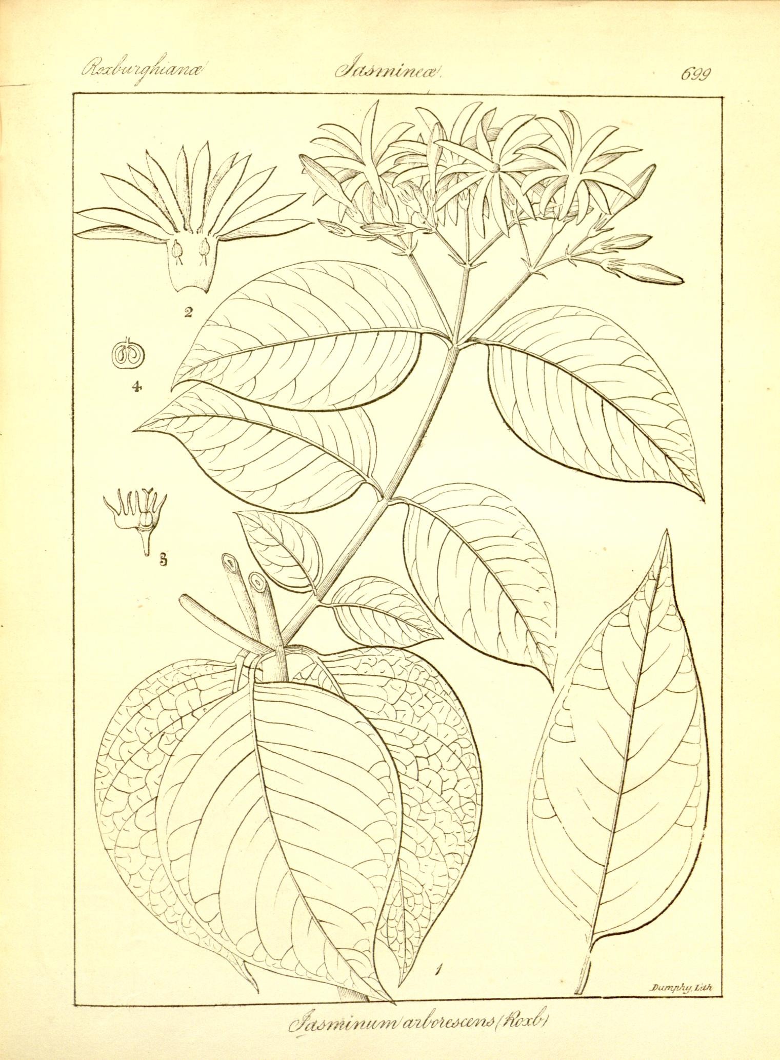 Plate 699