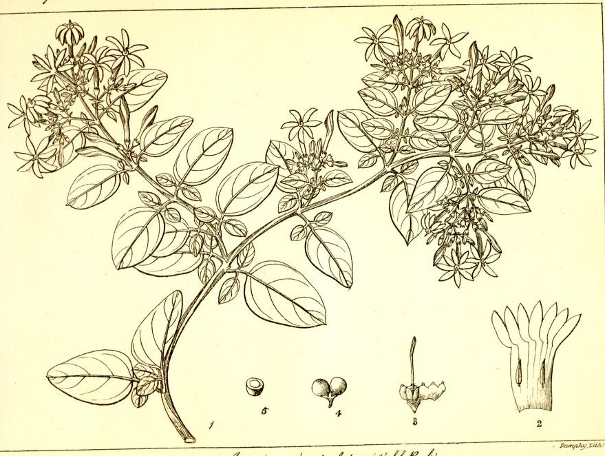Plate 700