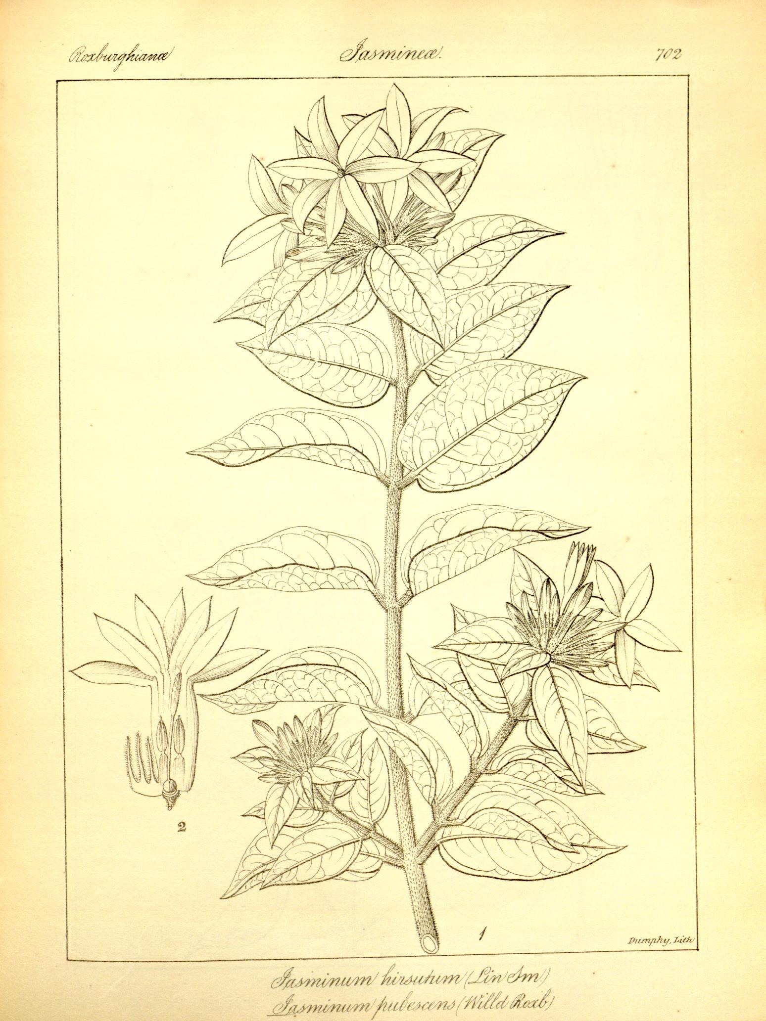 Plate 702