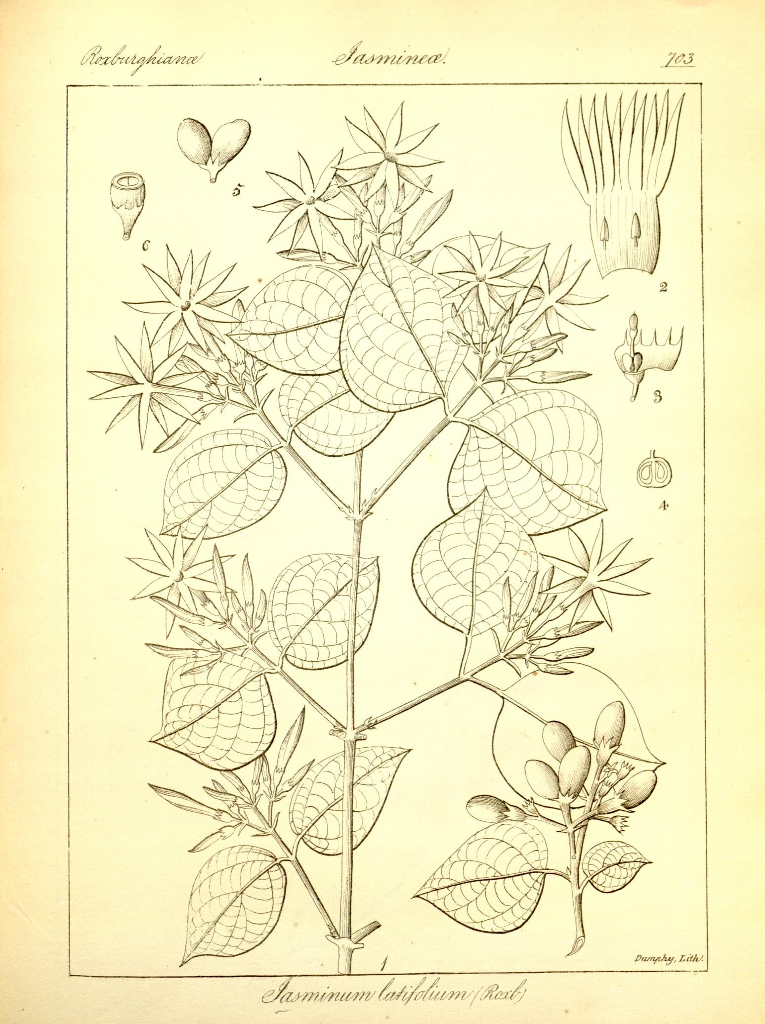 Plate 703