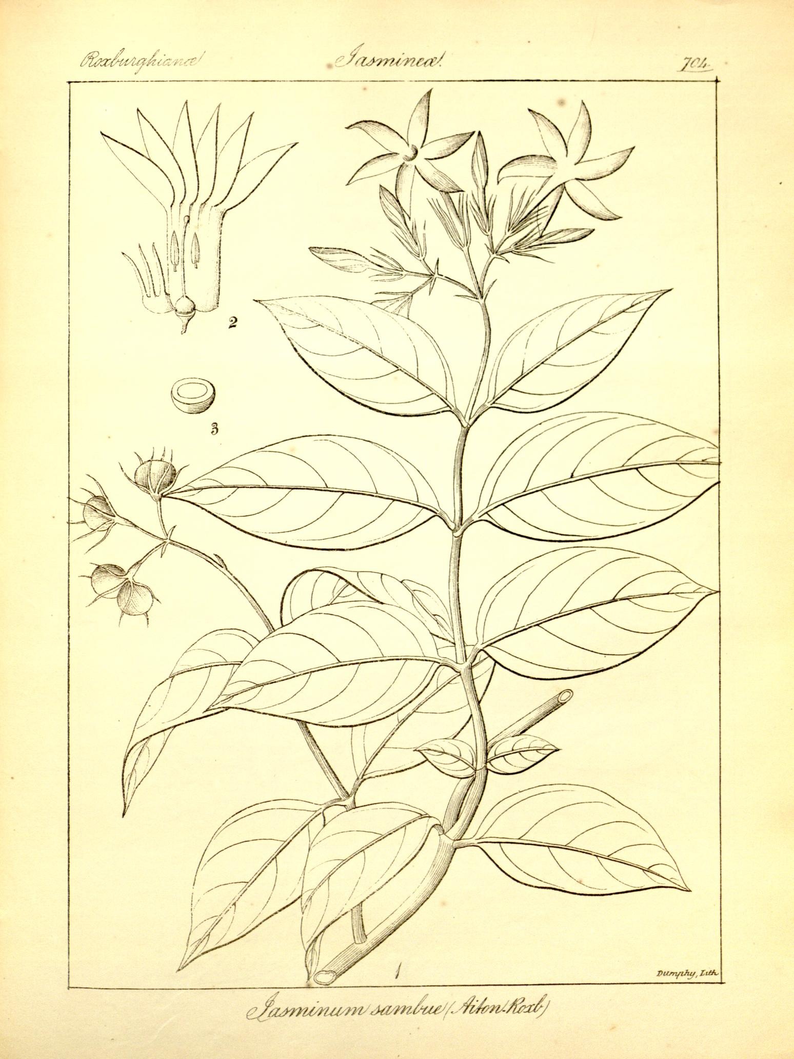 Plate 704