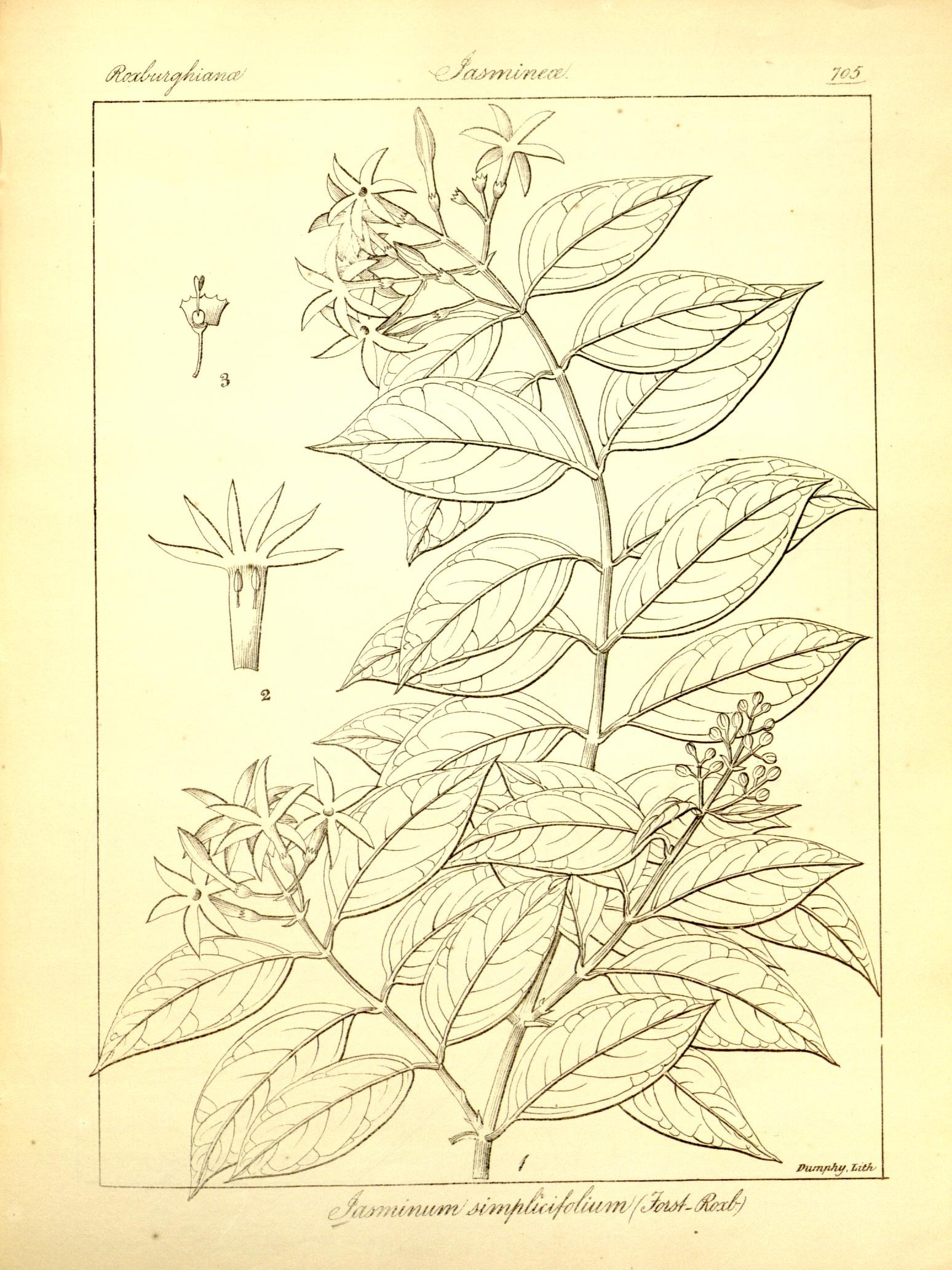 Plate 705