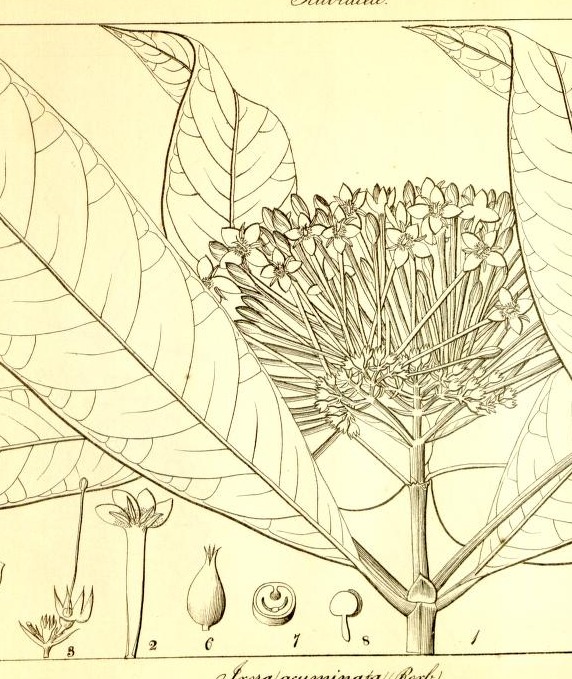 Plate 706