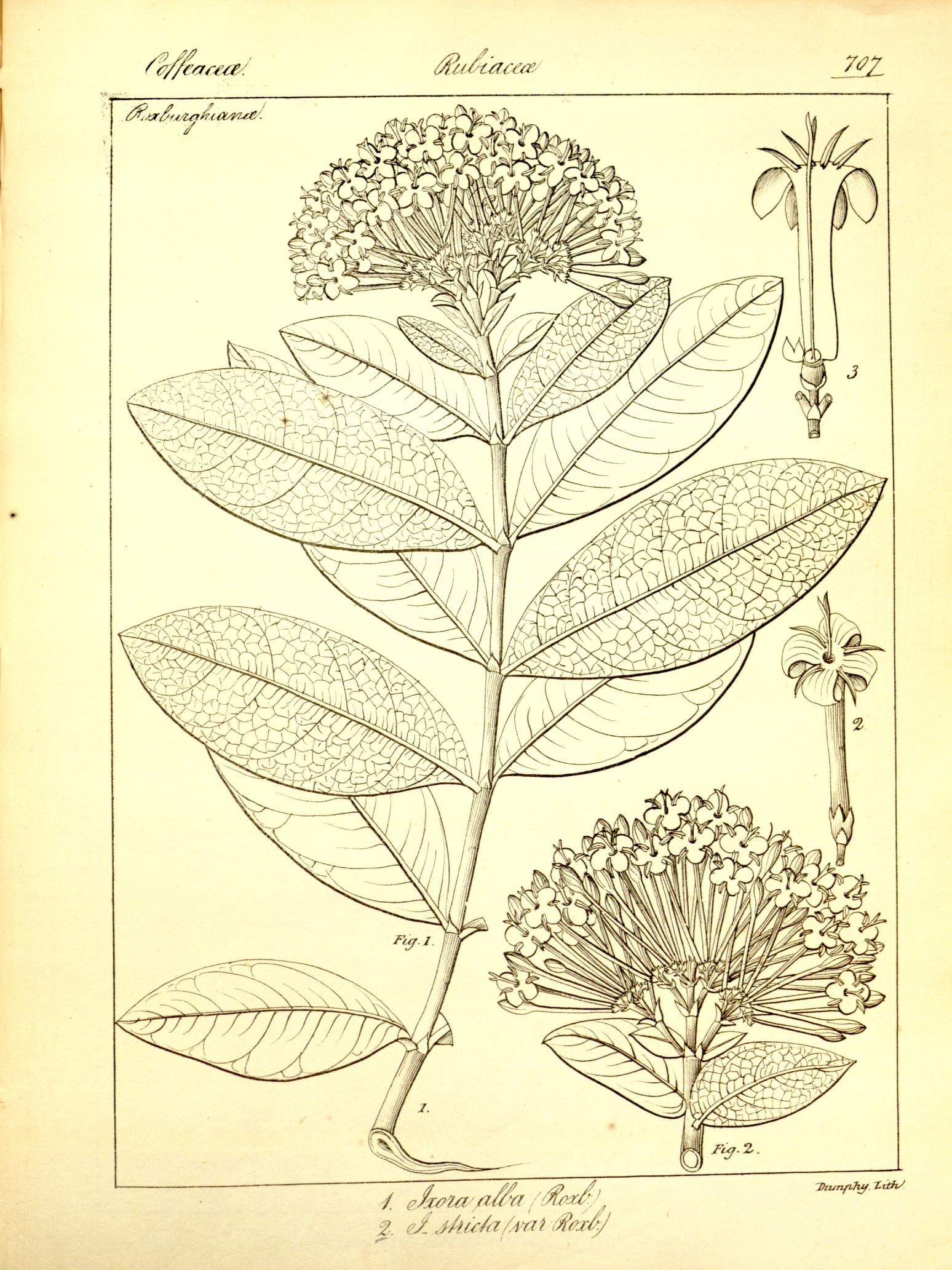 Plate 707