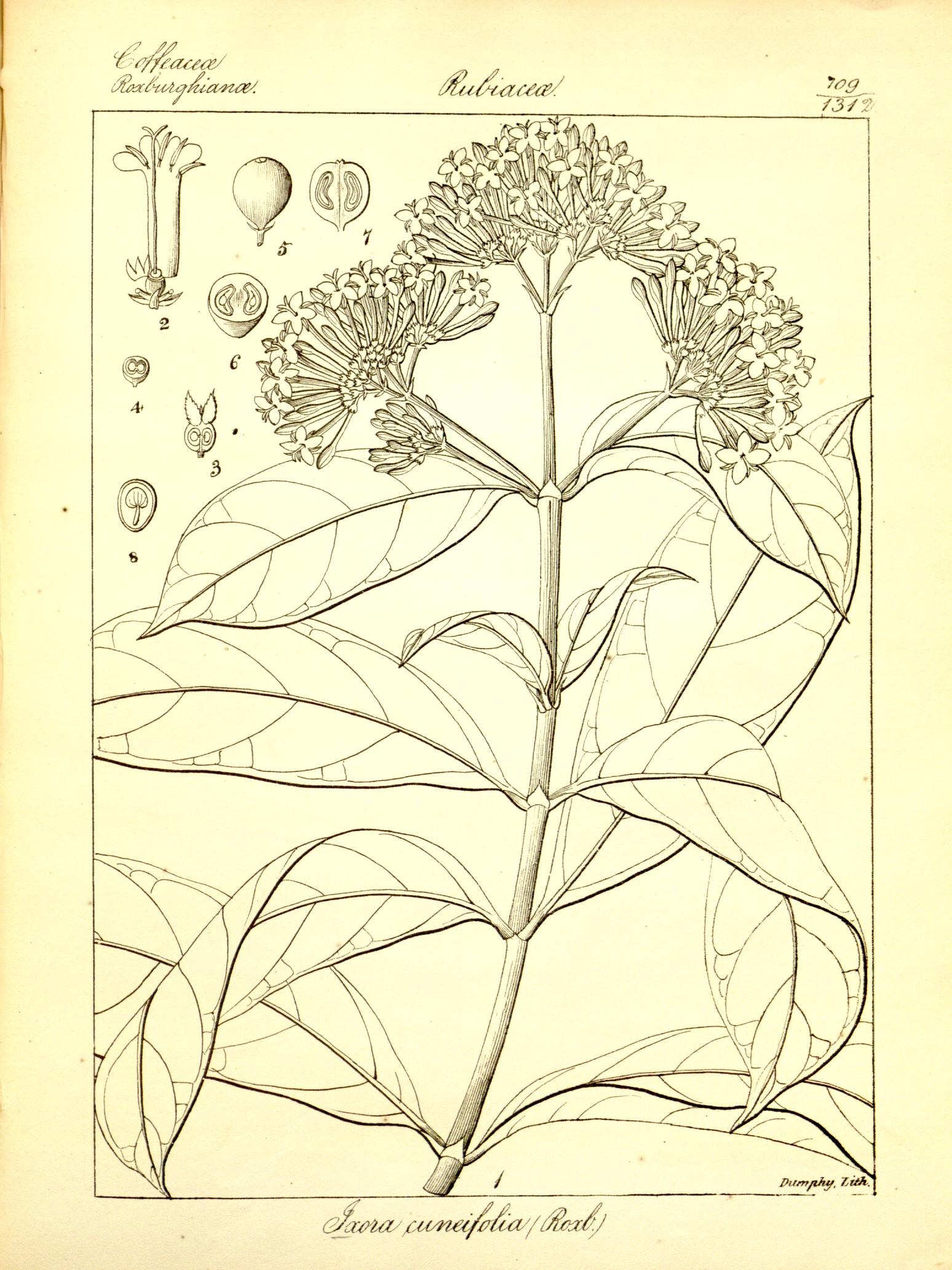 Plate 709