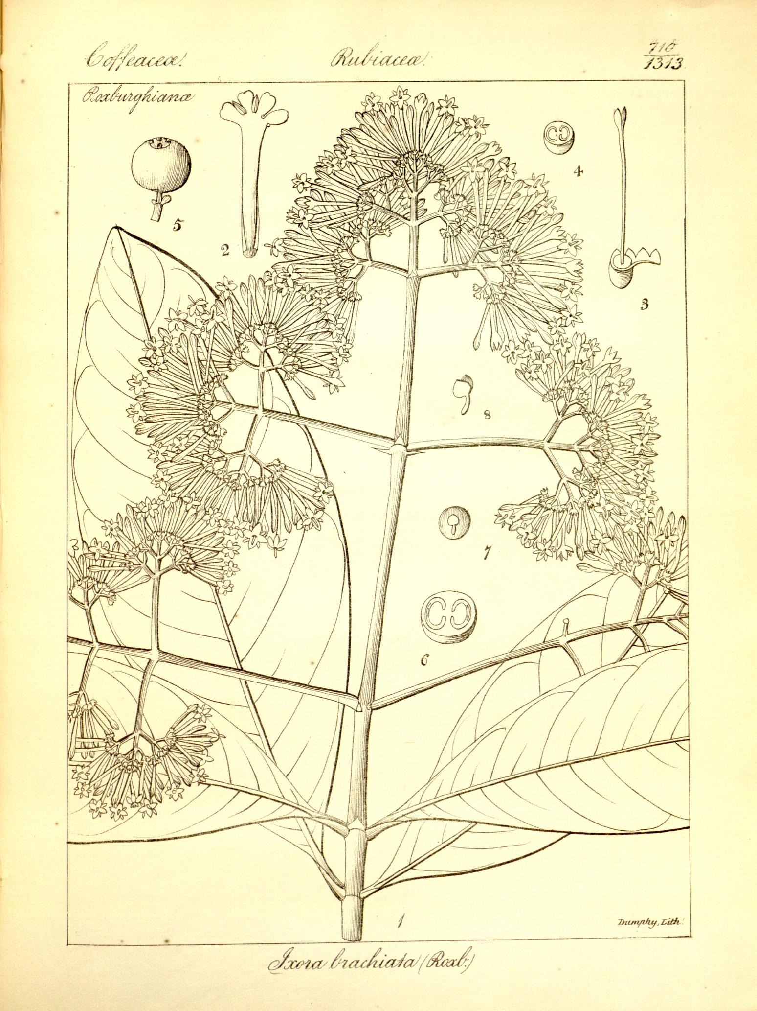 Plate 710