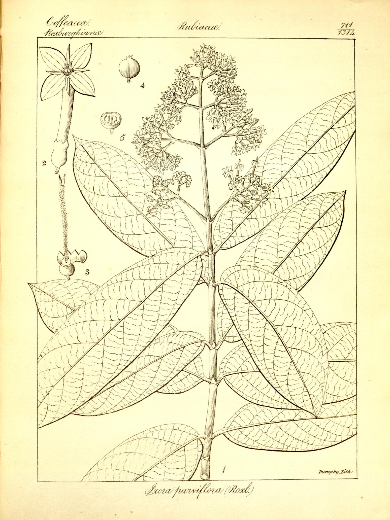 Plate 711