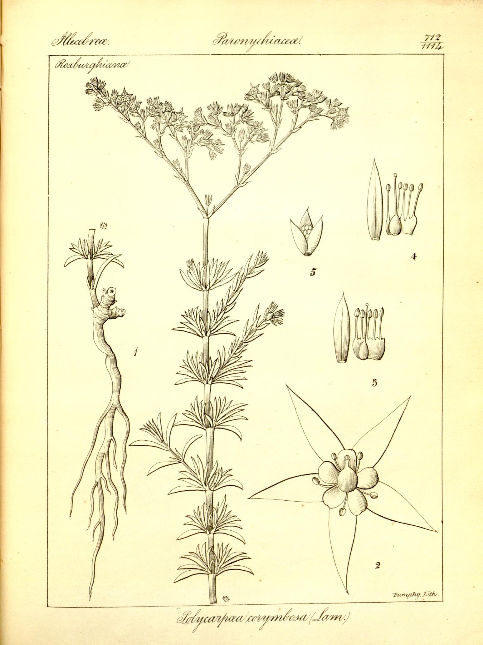 Plate 712