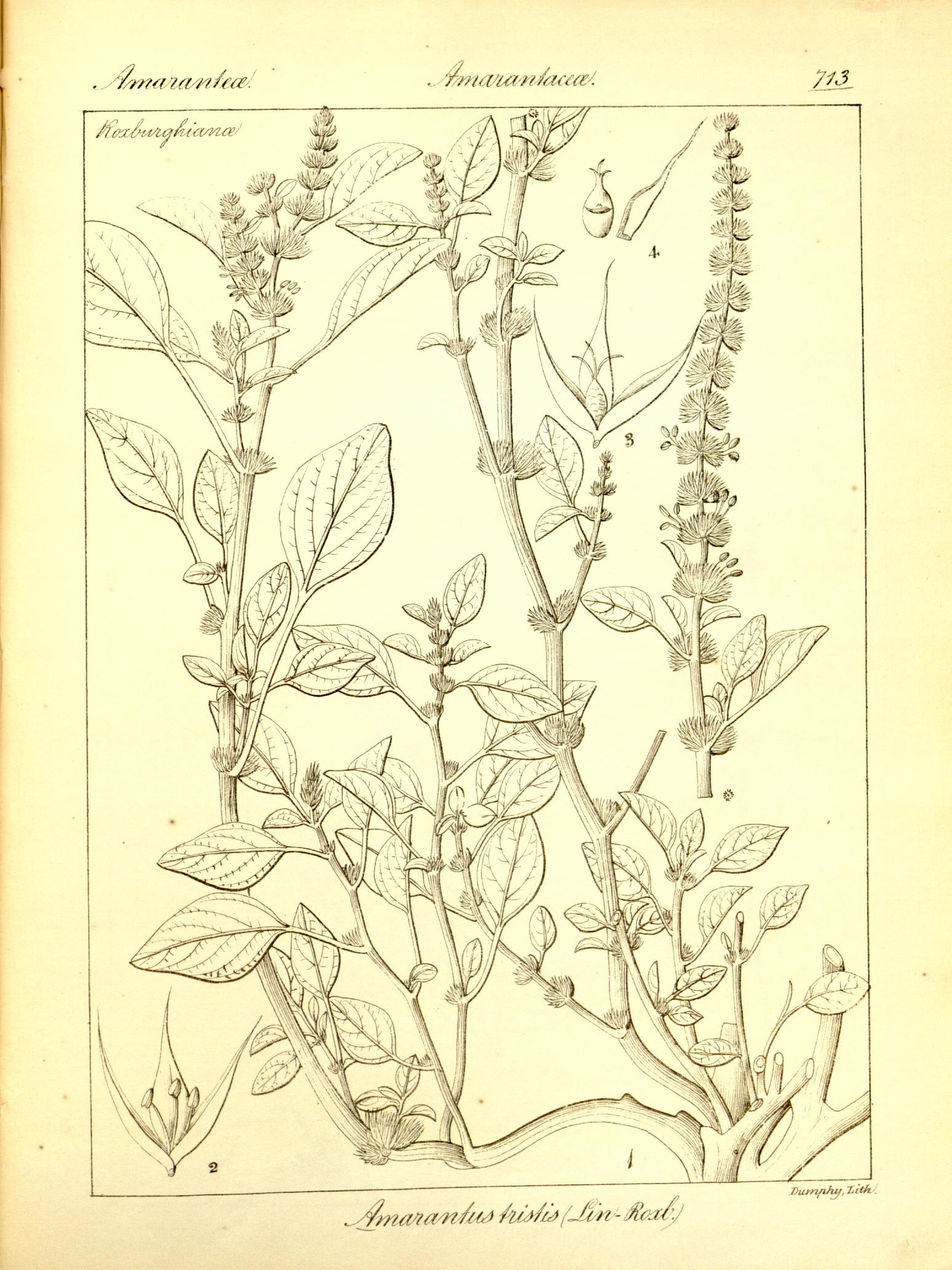 Plate 713
