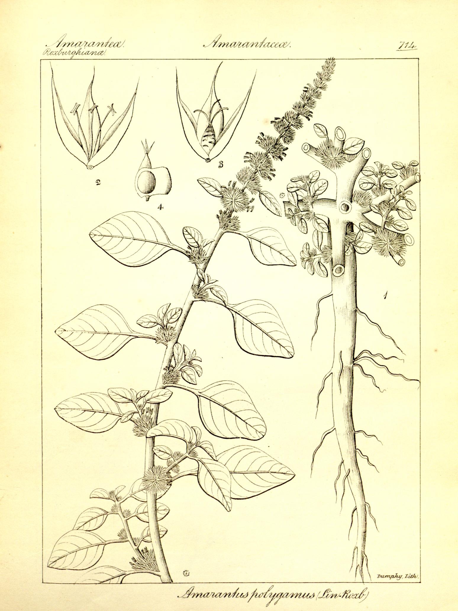 Plate 714
