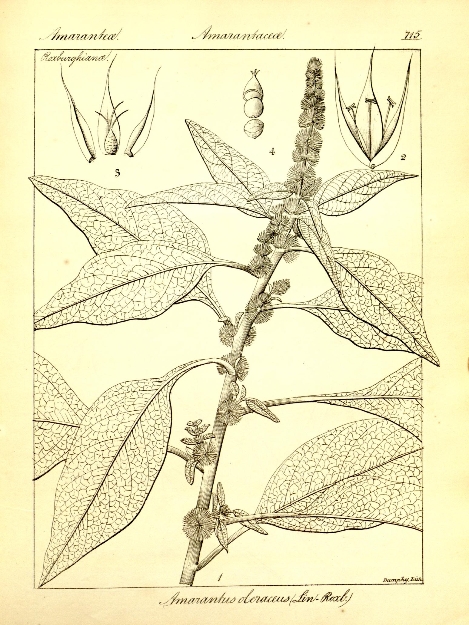 Plate 715