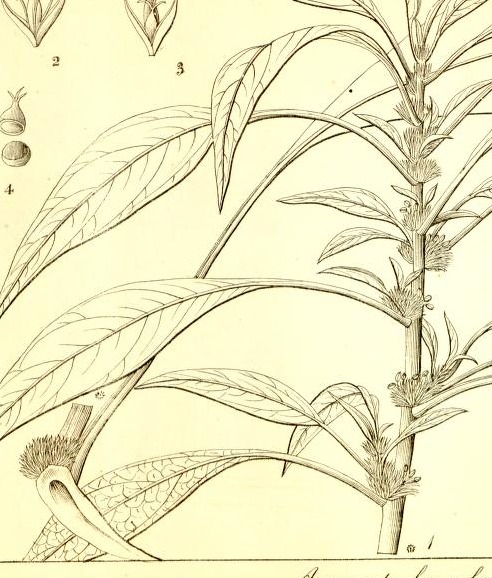 Plate 716