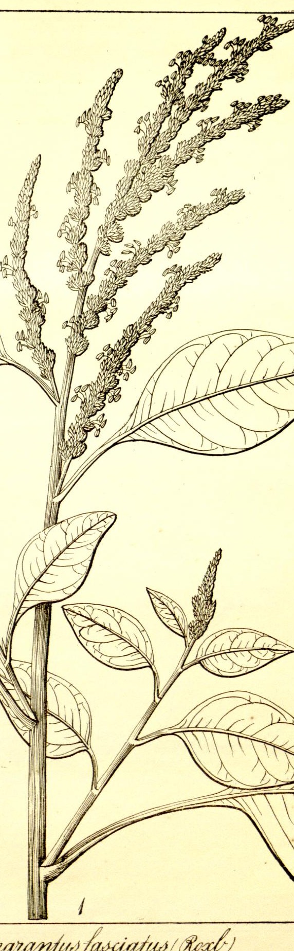 Plate 717