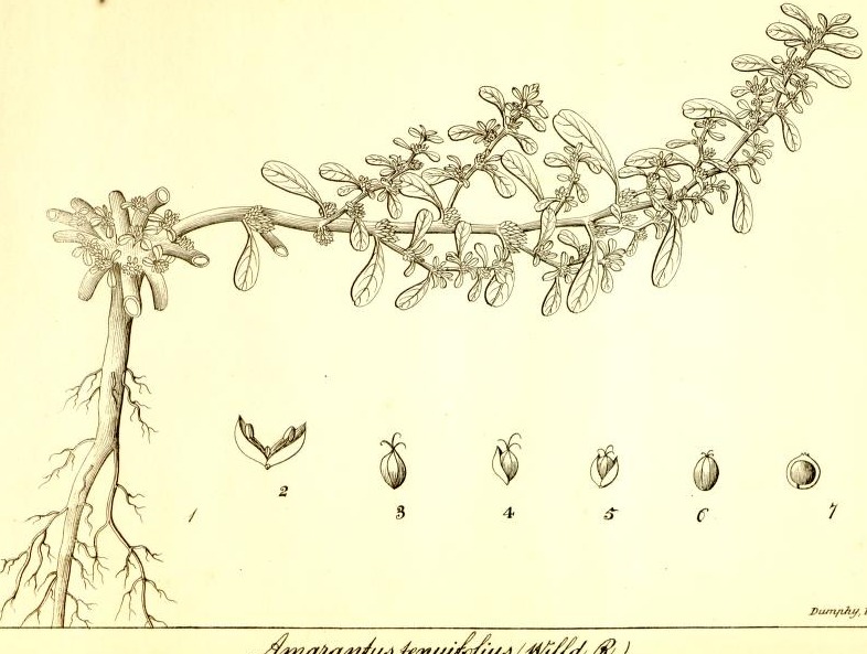 Plate 718