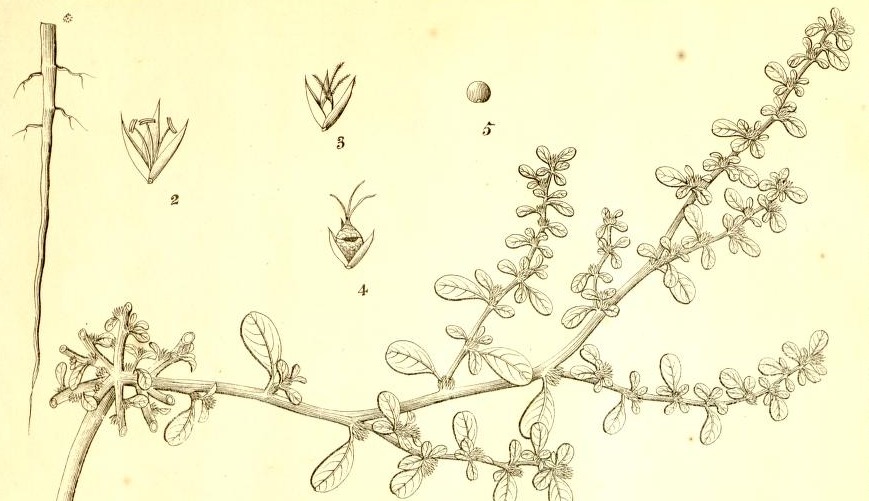 Plate 719