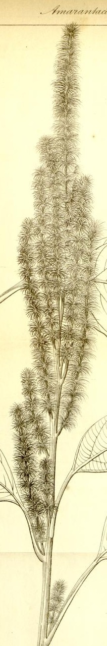 Plate 720