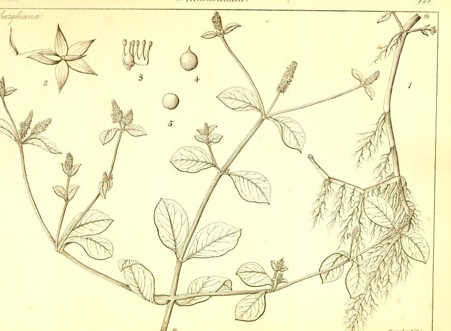 Plate 721