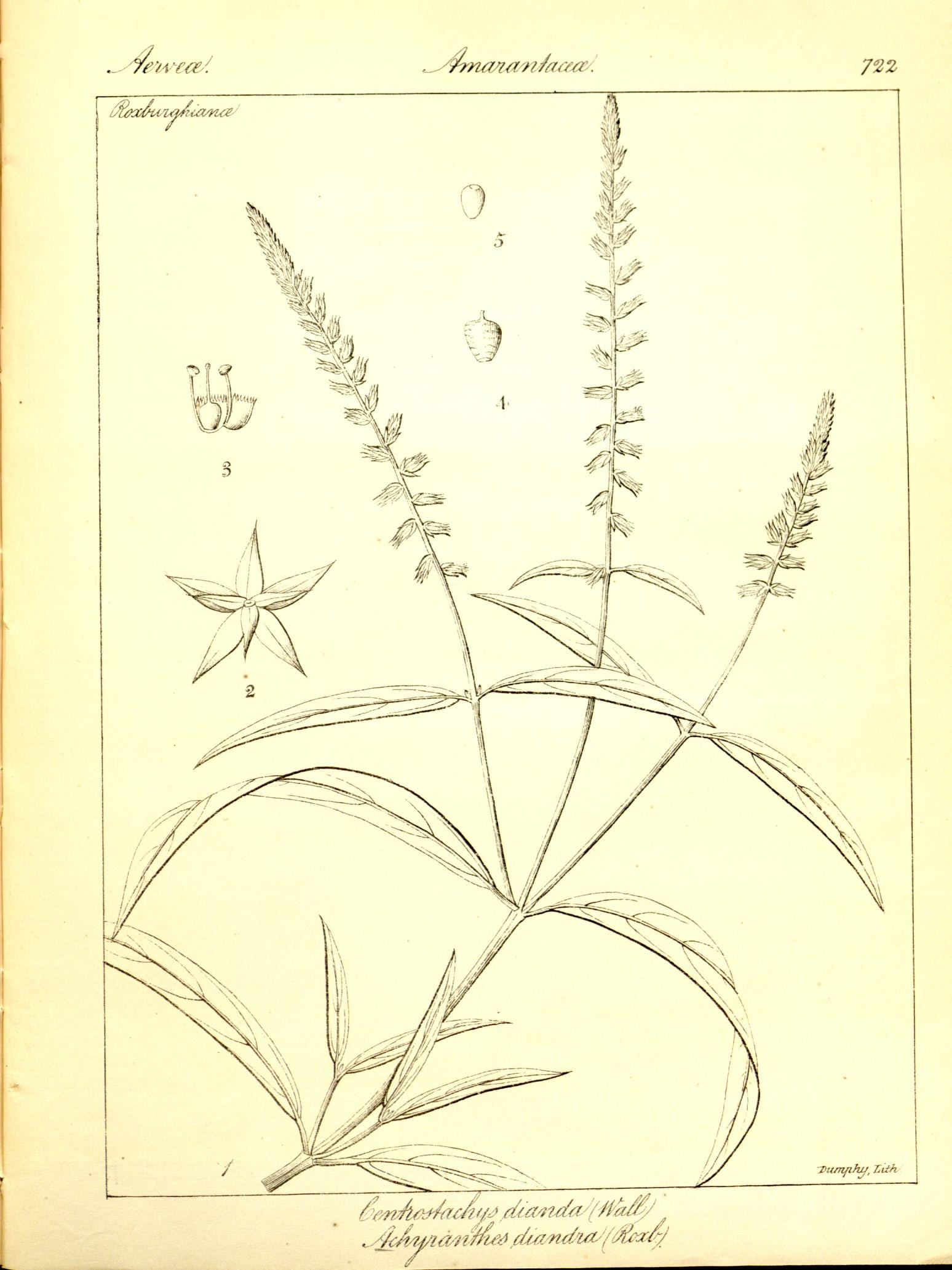 Plate 722
