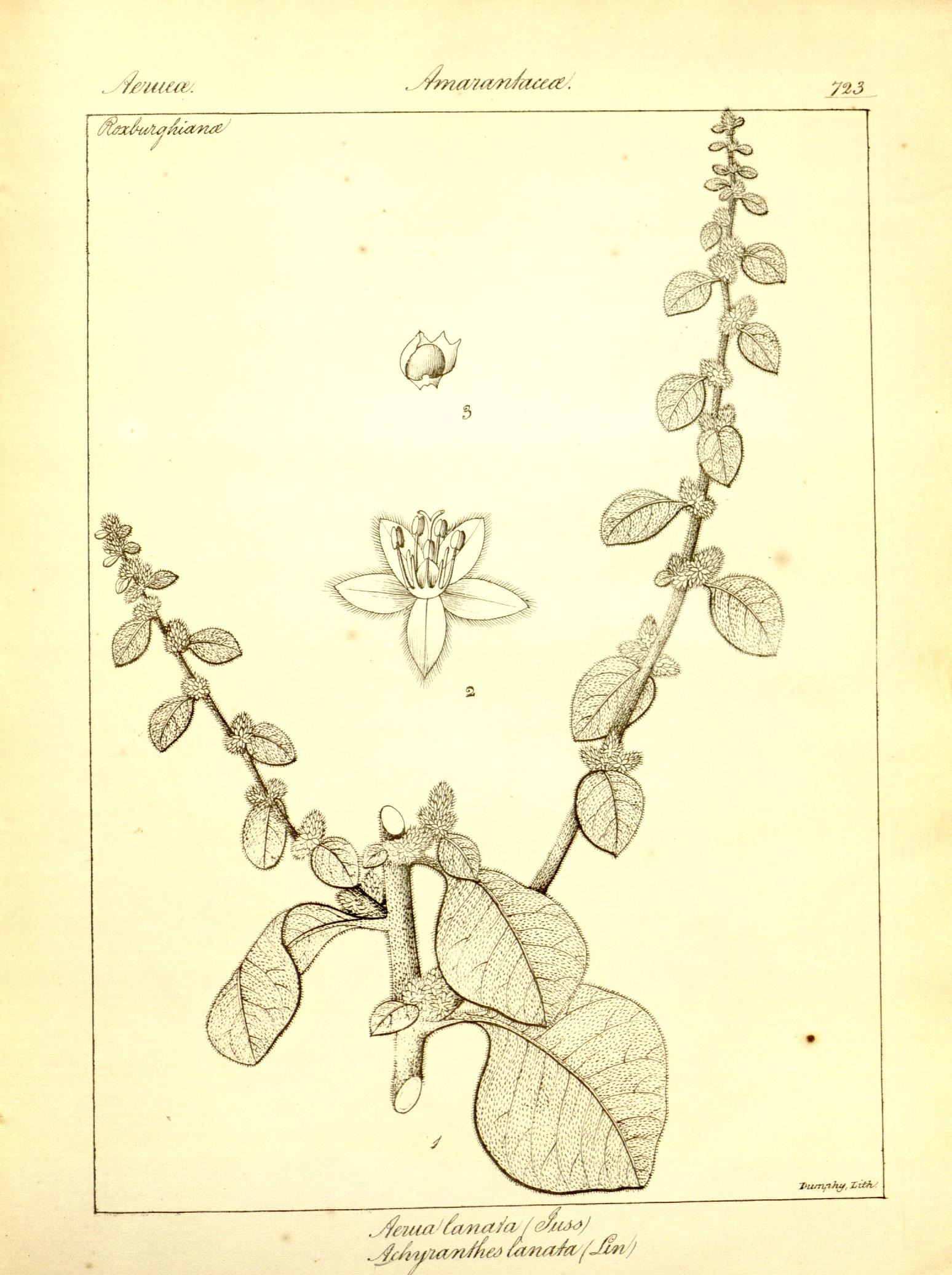 Plate 723