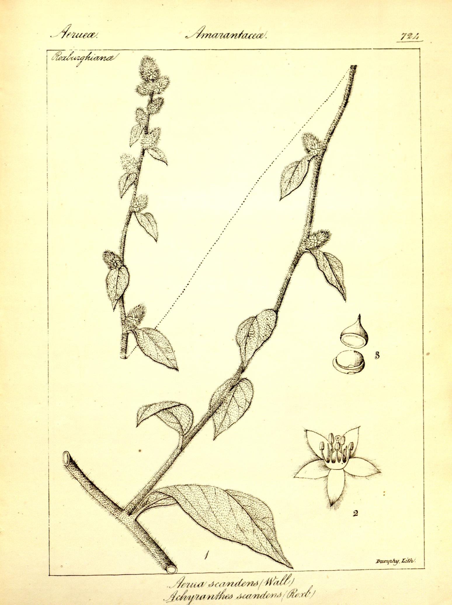 Plate 724