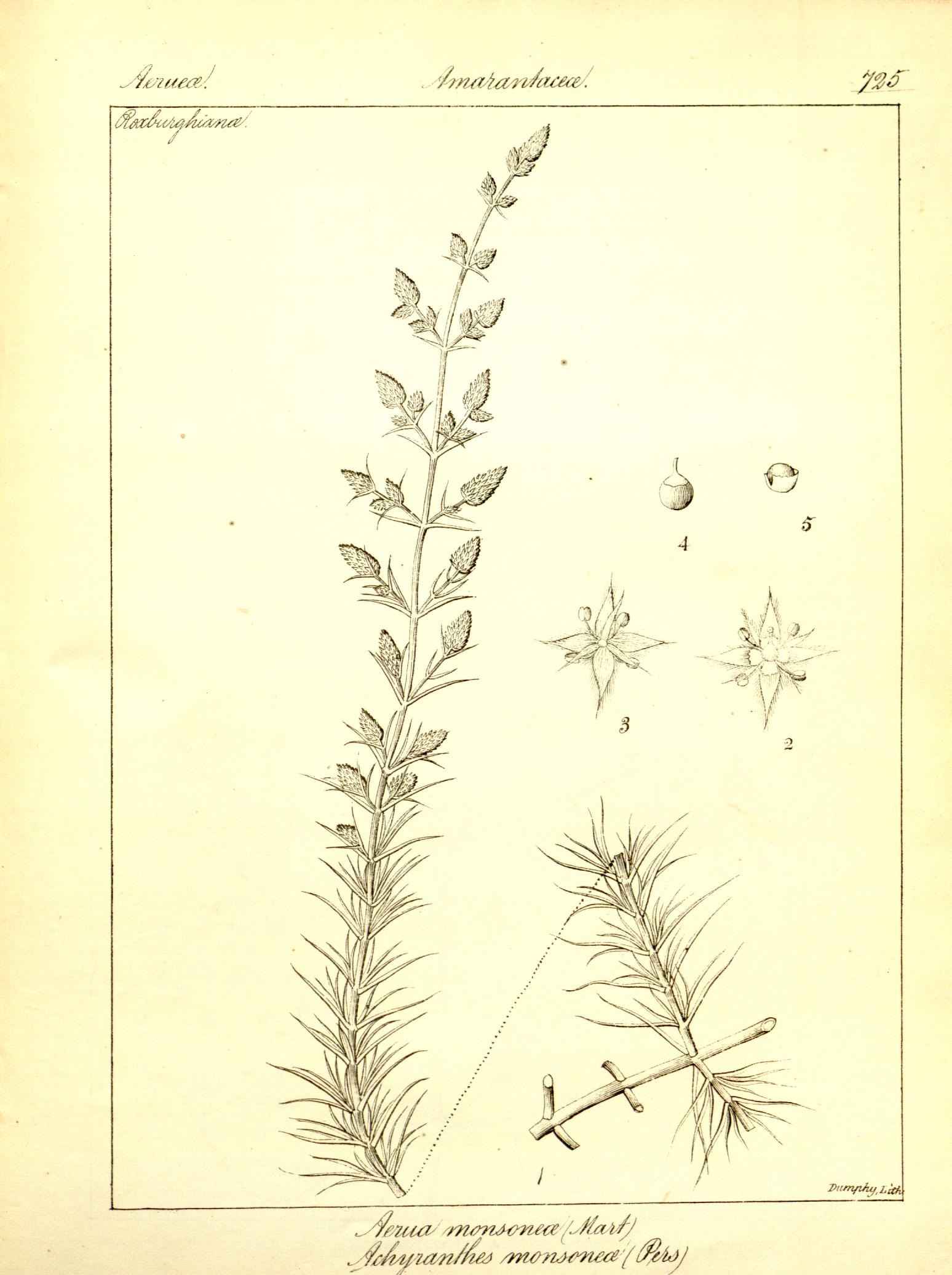 Plate 725