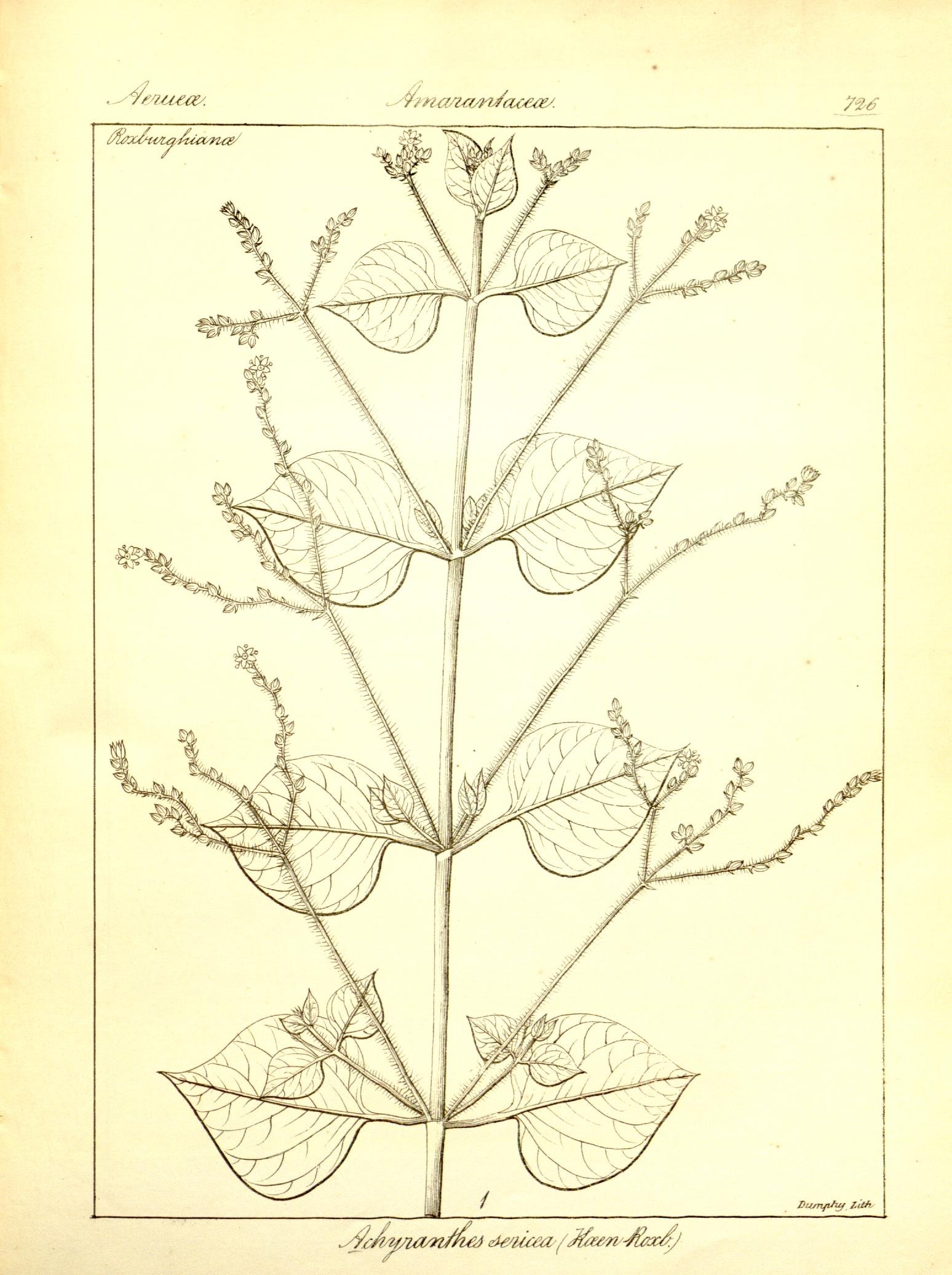 Plate 726