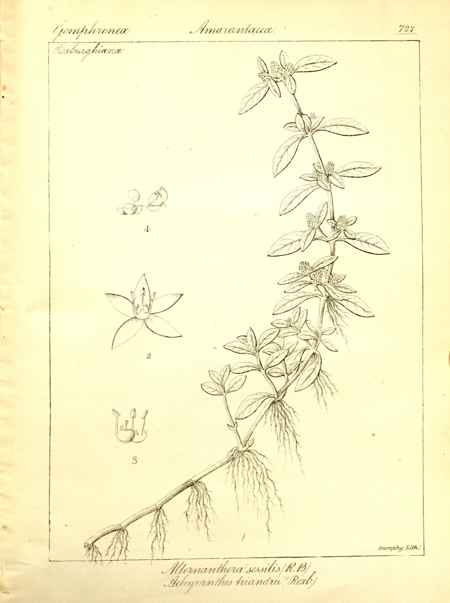Plate 727